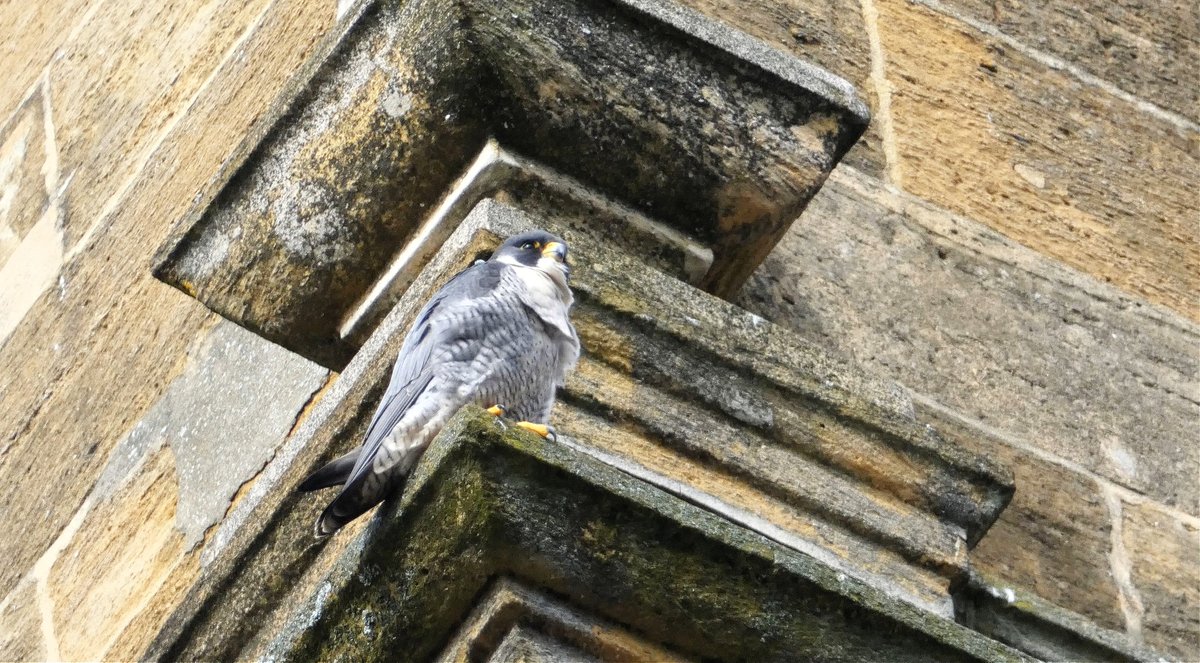 Simon Watts WILD Presentations tweet media