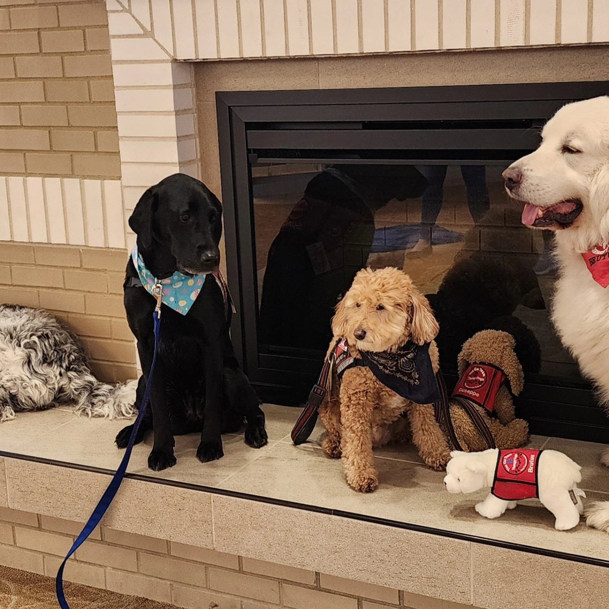 Giuseppe, Stella, Brutus, and SuzyQ brought sunshine and snuggles to the Walkersville Library staff this morning! #giuseppe #goteamtherapydogs