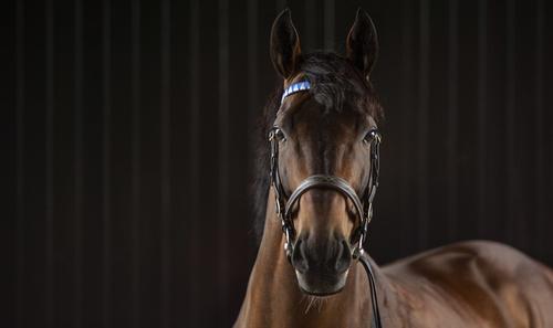 #Farhh's outstanding son Tribalist lands his sixth Stakes race with a wide-margin repeat victory in the one-mile G3 Prix Edmond Blanc at Saint-Cloud 🇫🇷
