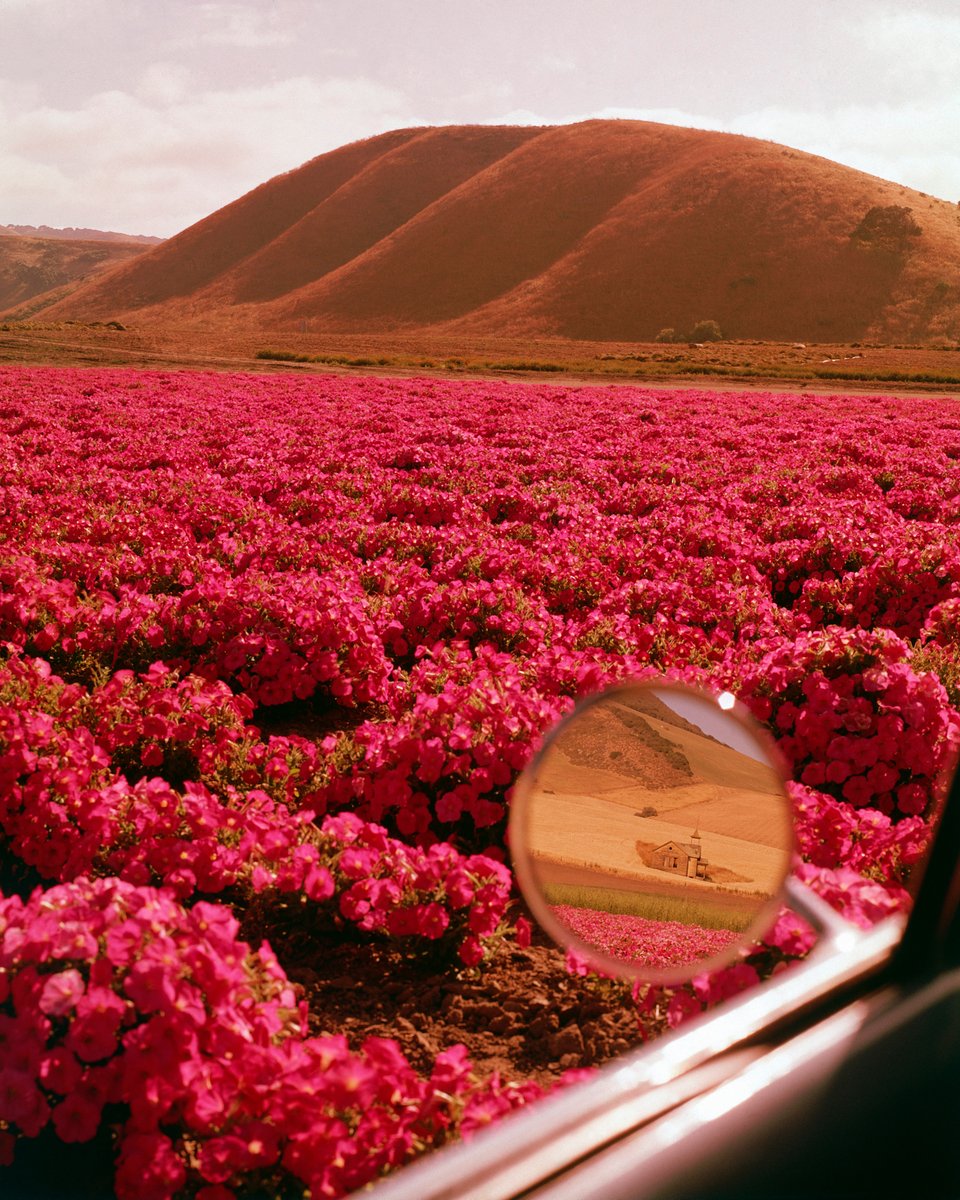 Sweeping views of pink petunias and a rear-view mirror glimpse of an abandoned school, California, 1962. See more luscious landscapes from the LIFE archive by clicking below! 🌸 life.com/nature/?utm_so… (📷 Ralph Crane/LIFE Picture Collection) #LIFEmagazine #1960s #Nature