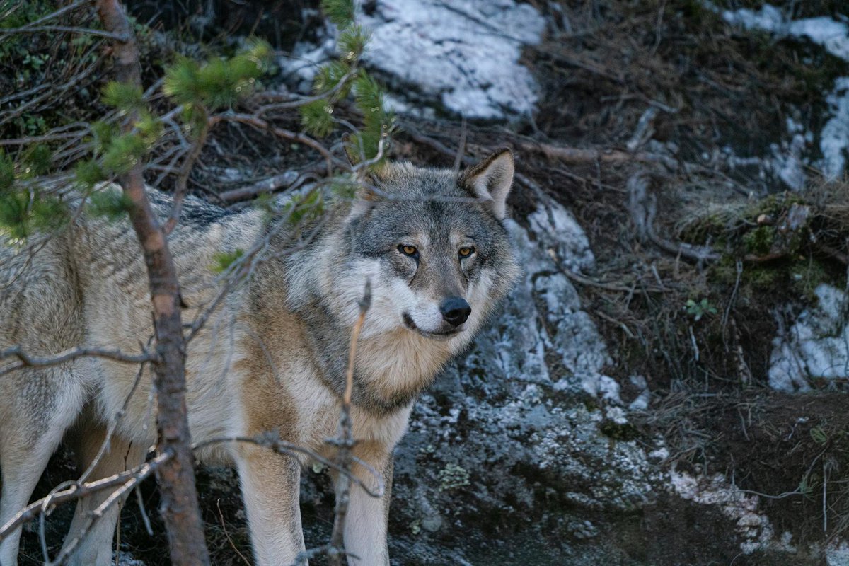 #Wolves Returning to Colorado is a triumph to be celebrated. Let's renew our commitment to them and Mother Earth. Demand federal action this #ElectionYear2024. ecs.page.link/Rq9pC JOIN THE PRIDE @risinglion3ss. #SaveWolves