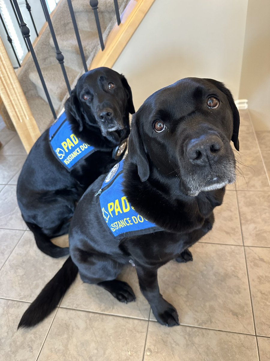 Retirement is the WORST! I’ve decided I’m going back to work & I’m taking Nelly with me. #justjokes #AprilFools #retirementisthebest #workingdog #facilitydog @PADSdogs @reginapolice