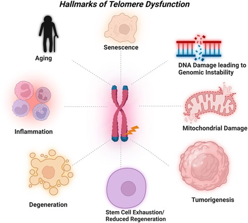 REVIEW:
Penrice D et al. Telomere dysfunction in chronic liver disease: The link from aging.
#LiverTwitter 
tinyurl.com/y8jbcyp6