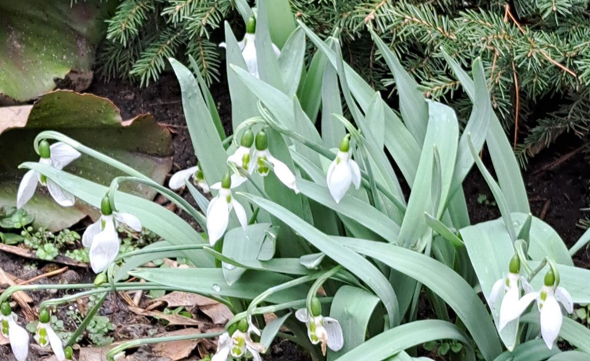 UteSchmid's tweet photo. @RCederfjard Thanks for inviting us to share #flowerphotography. These #snowdrops were recently snapped at the #SimcoeCountyMuseum in #minesingontario. #Snowflakelady #ResidentialTourist https://t.co/D62nHDTWRF