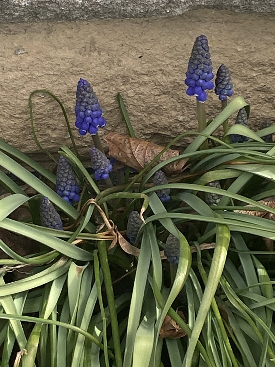 🌻David A Bradshaw (@caledoniablooms) on Twitter photo 