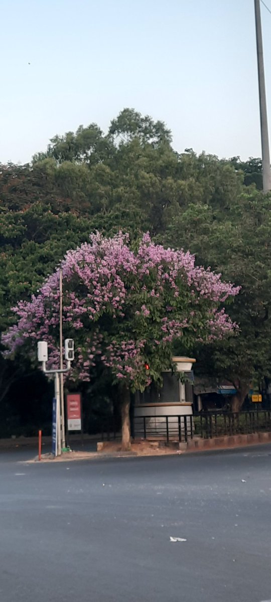 Vijaylocopilot's tweet image. #SVK CLICKS
#nature
#Bengaluru ..near chinnaswamy stadium