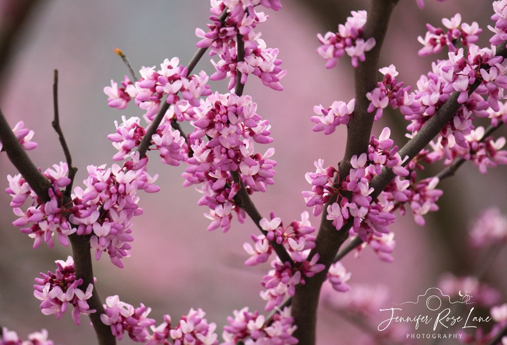 The redbuds are in full bloom here in Logan County, WV. I guess the upcoming snow/cold we're supposed to have later this week will be what is called 'redbud winter'? #spring #springblooms #trees #weather #WV @WSAZBrandon @SpencerWeather @JoshFitzWx