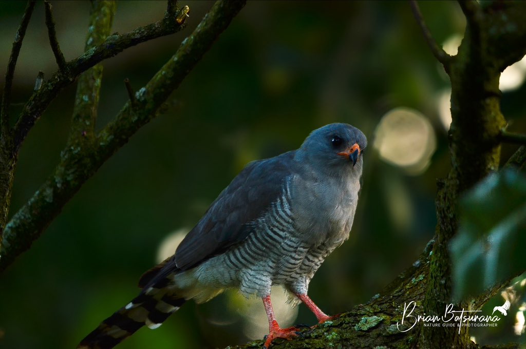 || RAPTOR ||

Captured moments after feasting on the chick of a  village weaver is the pitiless Gabar Goshawk ( Micronisus gabar )
:
#birds #birdsofuganda #birdlife #birdoftheday #natgeo #natgeoyourshot #birdphotography #exploreuganda #IamFGASA #natureguide @exploreuganda