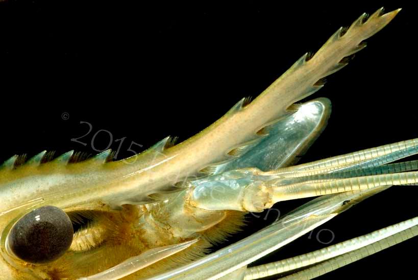 I am a freak for river prawns of the genus Macrobrachium. One of the largest of the genus is the Thai River Prawn ( M. rosenbergii). When working in Thailand, I got to see a few of them. This species is widely cultured as a food item for people around the world.