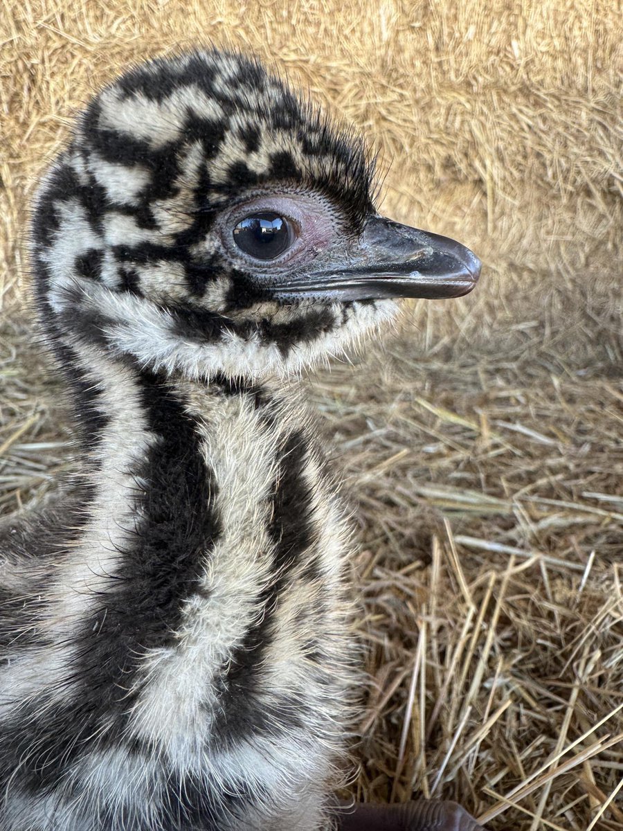 What a difference a day makes with our emu baby 💕 already soaking up farm life with @Chattyfarmercc and @caro_painter Keep a look out for updates. #caenhillcc #emuchick #babyemu #newtotheteam