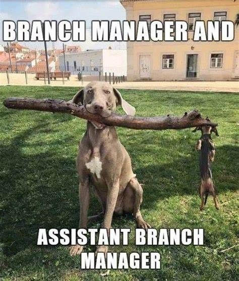 Very on point! 🌳 📸 I Love My Dog 
on.fb.me/1gbkSh2  

#petmemes #pets #dogs #cats