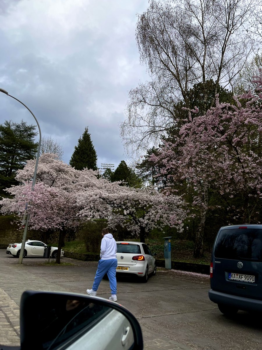 ルクセンブルクのさくら、？