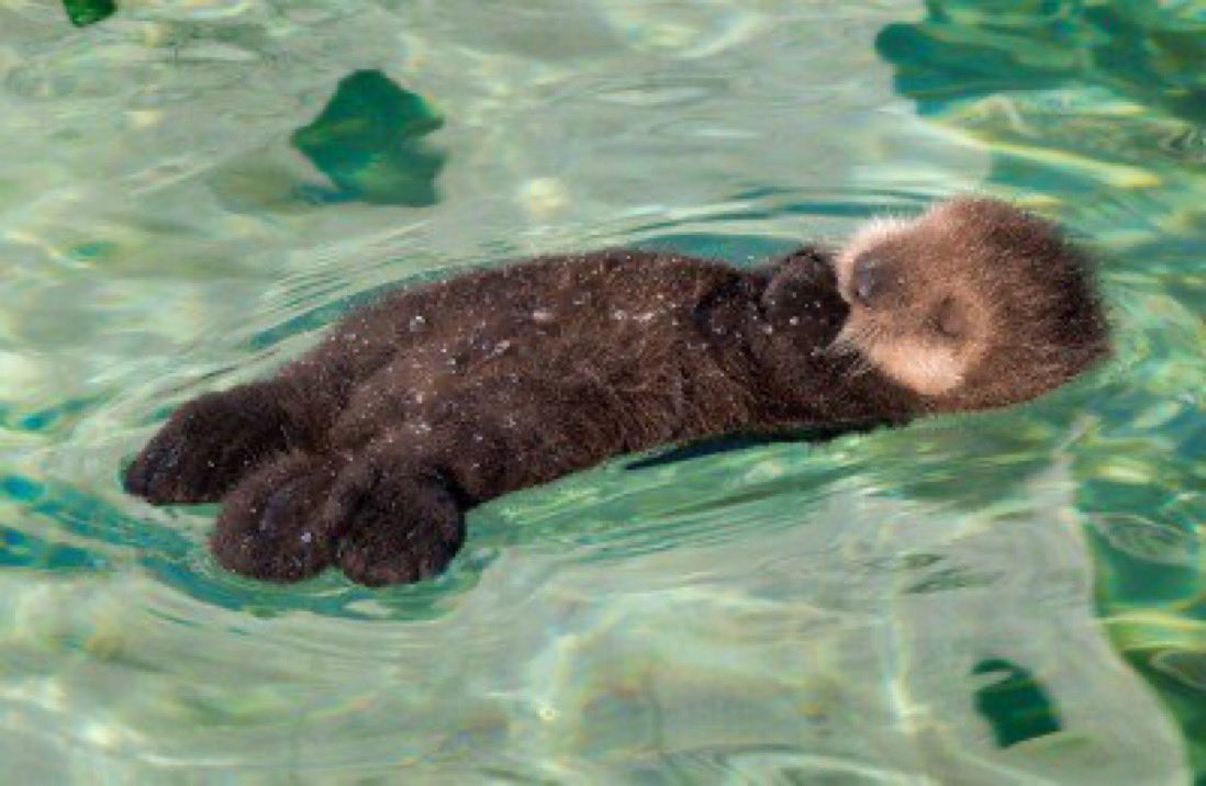 ojalá ser una nutria sin nada q hacer puro flotar y flotar