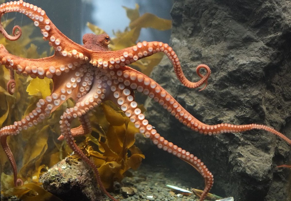 UCSDPreCollege's tweet photo. Registration is open for the spring quarter of #free Sally Ride Science workshops in @SDPublicLibrary branches. Offerings include "Slimy Sea Creatures" for grades 3-5, coming to City Heights/Weingart Library April 15 through #LibraryNExT @UCSDExtStudies.  https://t.co/xmwusY5trn https://t.co/WKlDZZktjR
