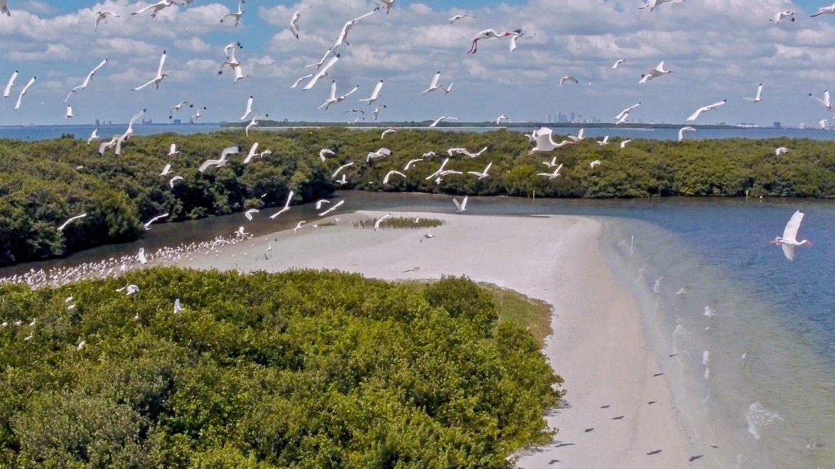 Bird is the word! DYK that our two spoil islands, made of dredge materials, are home to FL's largest population of nesting birds? Now through August, please exercise care so our feathered friends can breed & raise their young in peace. Learn more: loom.ly/hUsflOA