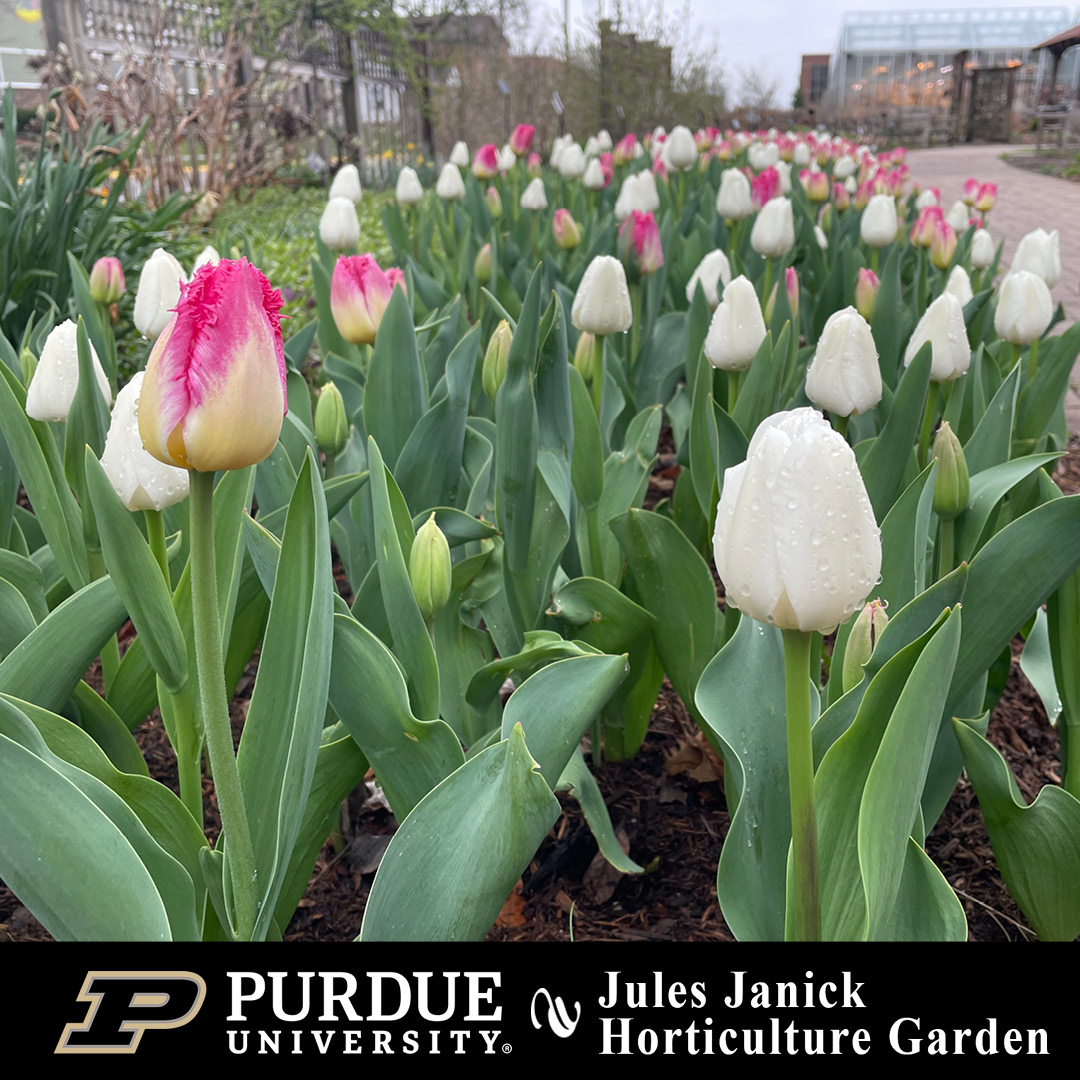 Purdue Horticulture and Landscape Architecture tweet media