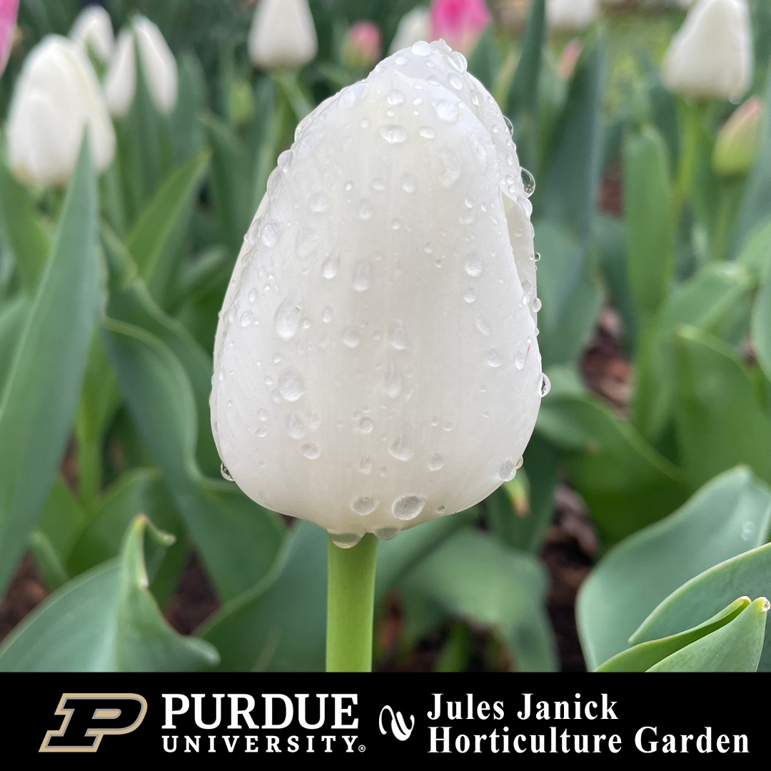 Purdue Horticulture and Landscape Architecture tweet media