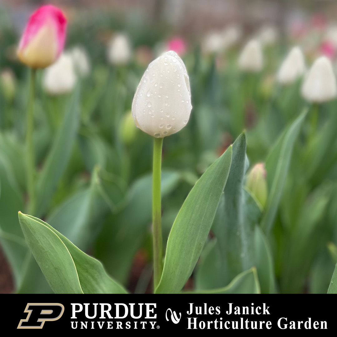 Purdue Horticulture and Landscape Architecture tweet media