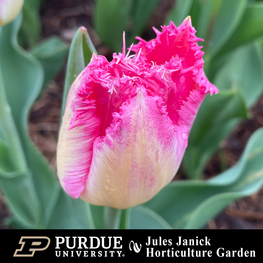 And of course…more tulips! 🌷
#JJHGTuesday #PurdueHortLA #PurdueAg