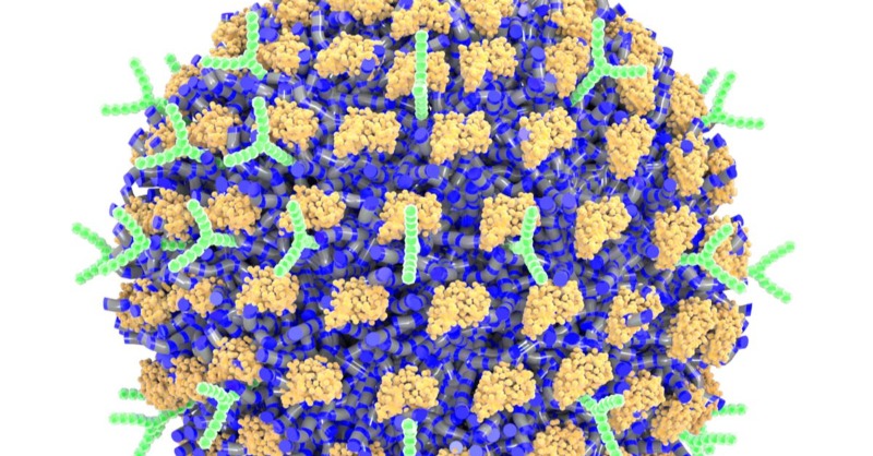 AllergicLiving's tweet photo. For futuristic approaches to #foodallergies, it's hard to rival the work of Prof. Evan Scott &amp; team at @NorthwesternMedicine. They coated #nanoparticles in 2 antibodies, shutting down mast cells. This prevented anaphylaxis in mice. We look at the work + potential. @ProfScottBME