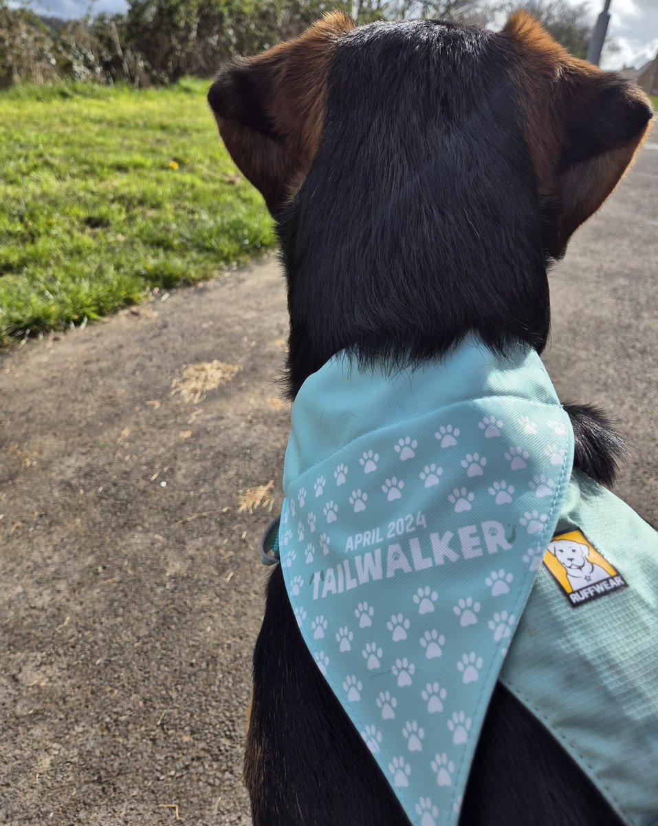kejamieson_'s tweet photo. #Tailwalker is the dog version of the @gwtorg #Trailwalker event raising money for Gurkha veterans, their families & their communities.
Gunner will be walking me 100km throughout April to raise money :)
If you'd like to donate, the link is below
๐พhttps://t.co/a7Vu4pG6DT https://t.co/mg7sBDrA6S
