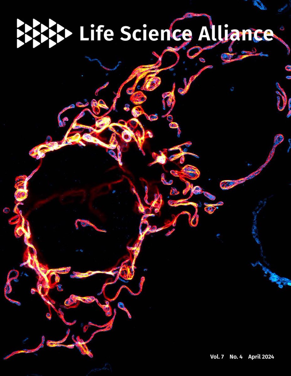 Our latest #STED #superresolution cover is out🎉

Intramitochondrial filaments formed by Drosophila MIC10b.

@JakobsLab @LSAjournal