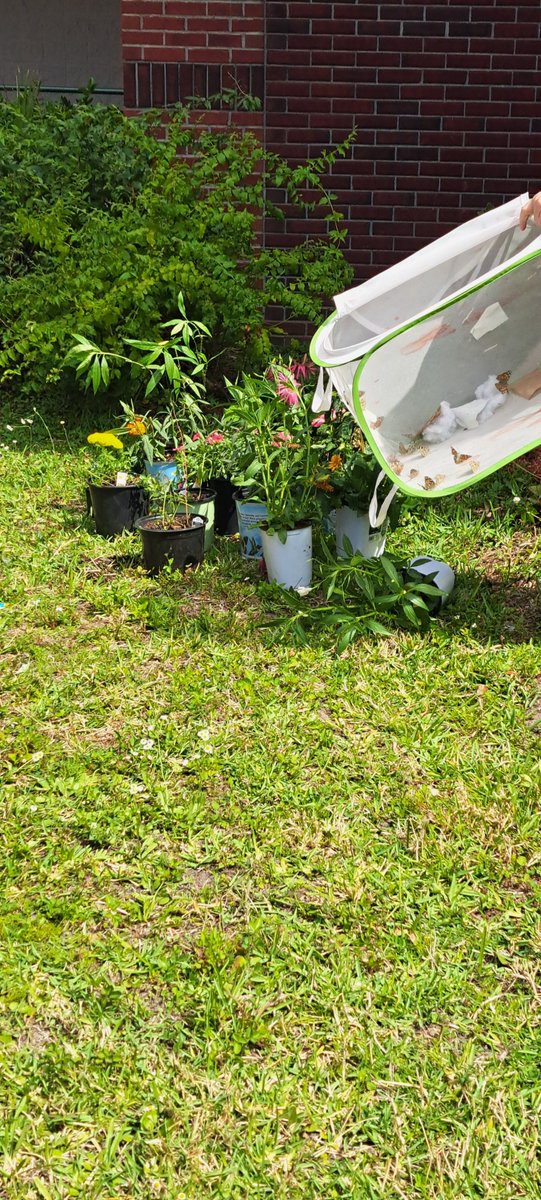 LockhartMagnet's tweet image. Ms. Snow and 2nd graders released butterflies today!

If you applied to Lockhart for 24-25 school year, check your email at 5pm today to see if you have an offer. 

Don't delay to #AcceptMagnet. The window closes on April 5th at 11:59 pm. #WeareMagnet @SDHCMagnet