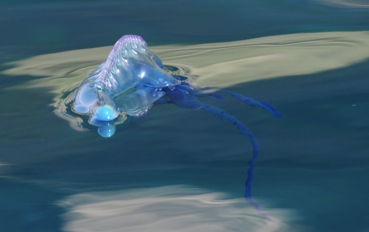 Zodiacing around Inaccessible Is allowed us to enjoy Portuguese Man O’ War up close, a fascinating neuston (sp living both above & below the sea surface) & colonial Siphonophore (not a Jellyfish) in which zooids with specialised functions allow it to act as a single organism