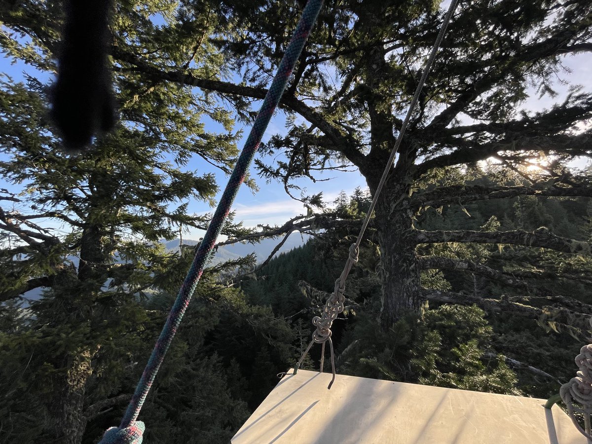 TreeSitUnion's tweet image. BREAKING: Forest defenders have launched a tree sit to stop old growth logging on federal Bureau of Land Management land in Southern Oregon. Community members are opposing the Poor Windy timber sale, which targets over ten thousand acres of public forest. 

@BLMNational