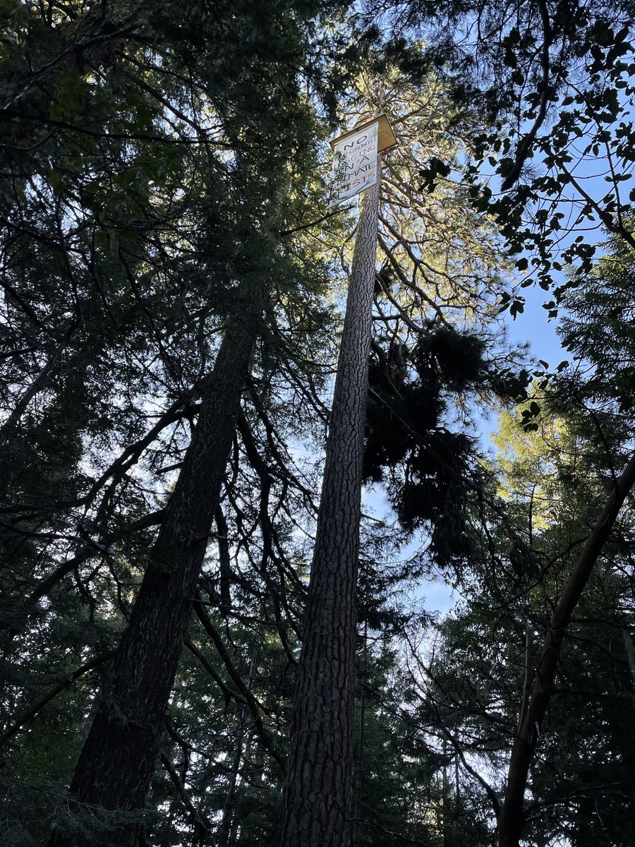 BREAKING: Forest defenders have launched a tree sit to stop old growth logging on federal Bureau of Land Management land in Southern Oregon. Community members are opposing the Poor Windy timber sale, which targets over ten thousand acres of public forest. @BLMNational