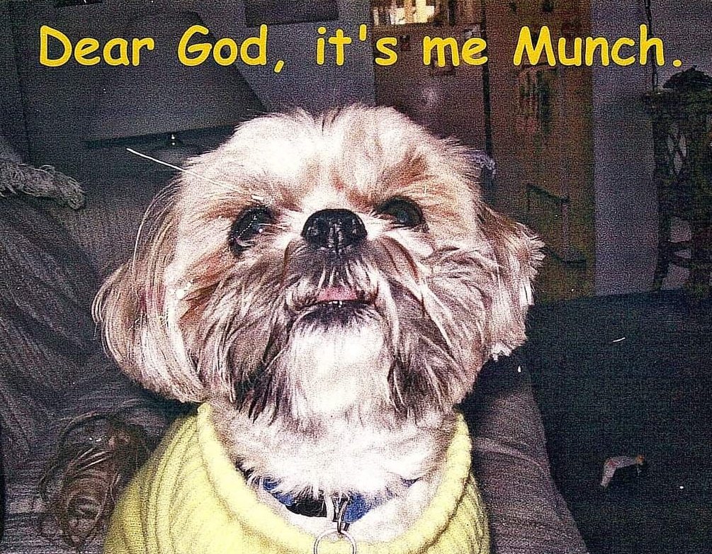 HamillSkywalkr_'s tweet photo. Five yrs ago today, I lost my beloved, Munchkins. My best friend of 21 yrs. He went through everything w/me, including cancer & the passing of my mom. I miss him dearly, but I know that 1 day we'll be together again playing over the ๐ bridge! ๐๐พ๐๐๐ข๐ฏ๐๐#RIP_MunchieBunch https://t.co/NtgcV4htIw