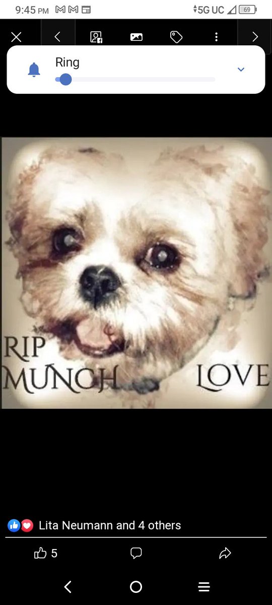 HamillSkywalkr_'s tweet photo. Five yrs ago today, I lost my beloved, Munchkins. My best friend of 21 yrs. He went through everything w/me, including cancer & the passing of my mom. I miss him dearly, but I know that 1 day we'll be together again playing over the ๐ bridge! ๐๐พ๐๐๐ข๐ฏ๐๐#RIP_MunchieBunch https://t.co/NtgcV4htIw