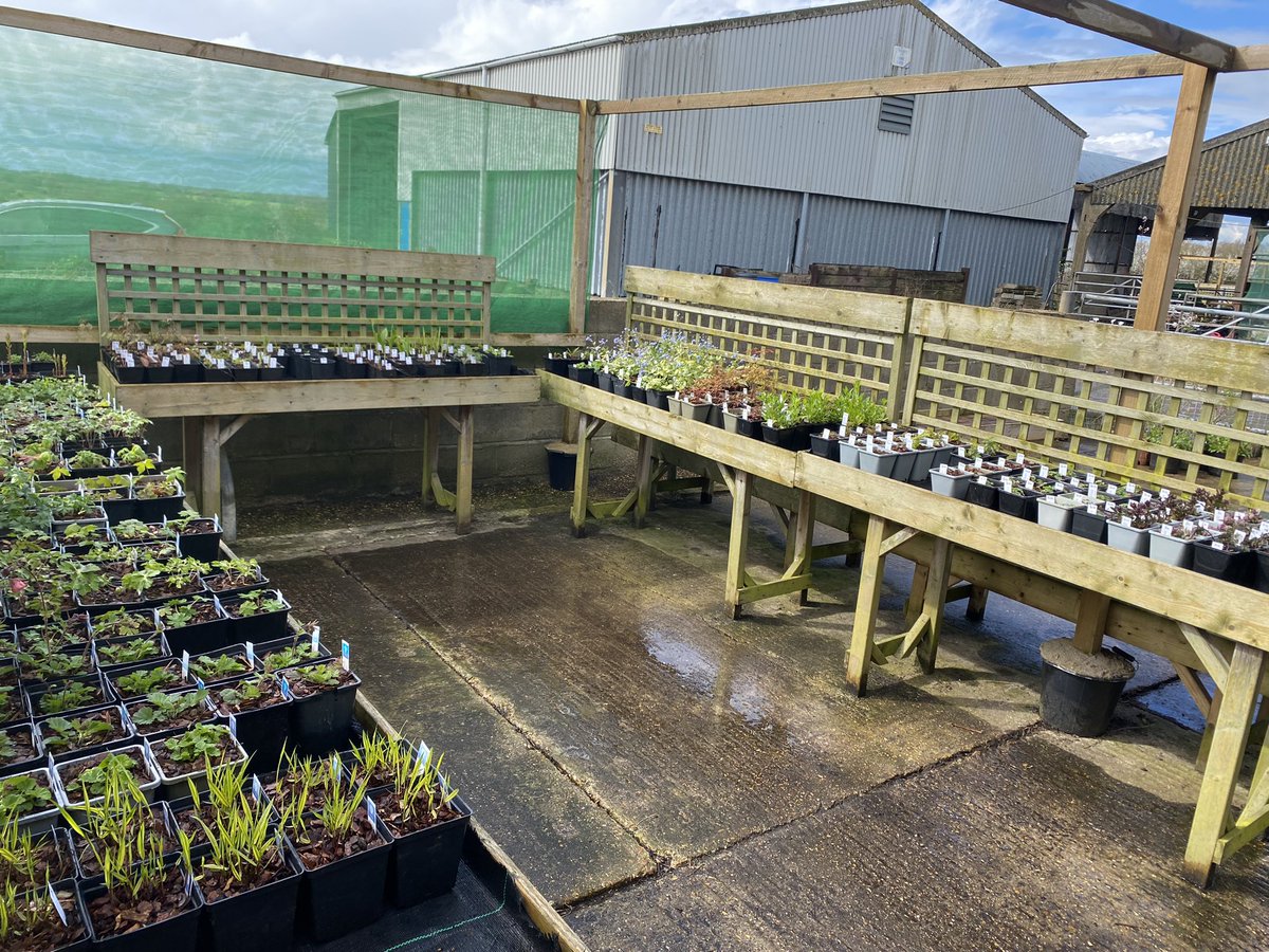 So the benches are filling up at the nursery just in time for our very busy April. Next weekend we’re @greatdixterofficial , then @greatcompgarden & @gardenmuseum, then @rhshydehall for @plantheritage plant fair & finally our second open nursery day on Saturday 27th April.