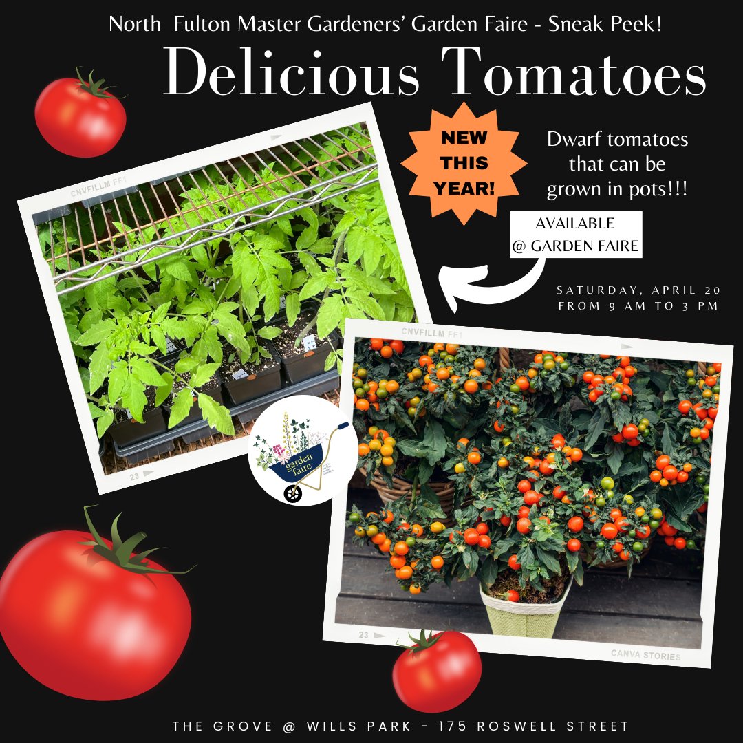 North Fulton Master Gardener’s Gardener Faire sneak peek!

Come get special heirloom tomatoes, favorite varieties of hybrid tomatoes, including Sun Gold yellow cherry tomato, etc. New this year is a variety of dwarf tomatoes that can be grown in pots, with 6 to 8 hours of sun.