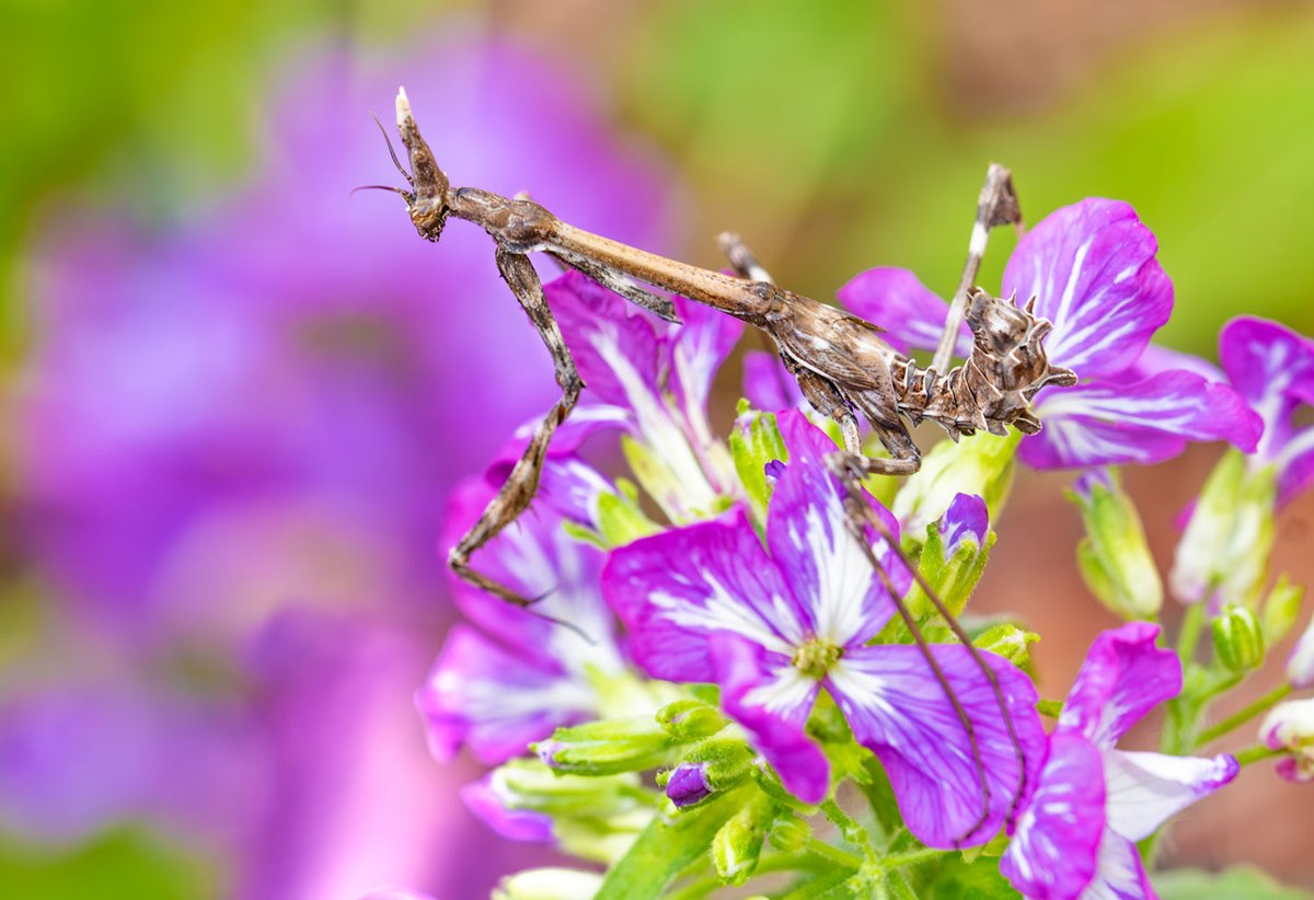 Empusa pennata, empusa Lluito contra l'avorriment visual. Soc conscient que si sempre faig el mateix no crearé coses noves, però a la vegada gaudeixo fent allò que se'm dona bé, així que procuro trobar un punt d'equilibri @MuseuBdn @xarxadeparcs @SonyEspana @Foto_K @NatGeoEsp