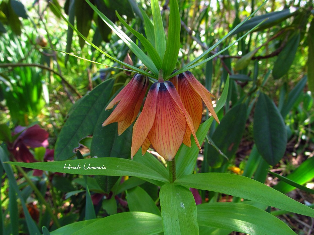 #fritillaria #photography #flowers #plants #botanicalgardens #relaxation #FlowerTherapy