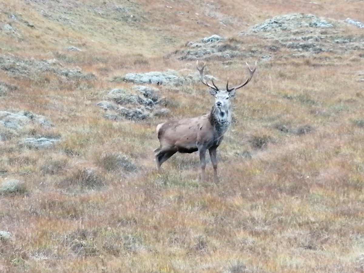 Call for stronger crofter involvement in deer management on common grazings. Not a big ask. It is their land too. crofting.scotland.gov.uk/news/2-apr-202…