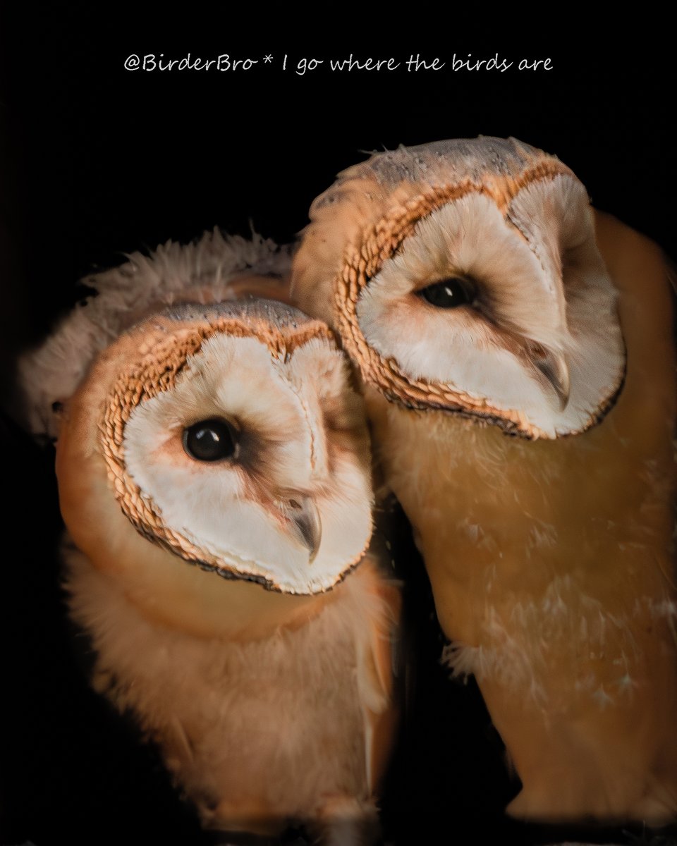 If ur #work|day starts at #sunrise, then #DaylightSavingTime sure feels like a blessing, whether u're a #nightowl or not...😴⏰😮‍💨
~~~
#DaylightSavings #daylightsavingstime #WakeUp #WakeUpVibes #sleep #birding #birdwatching #Owl #Owls #birds #birdphotography #BirdTwitter #BirdsOfX