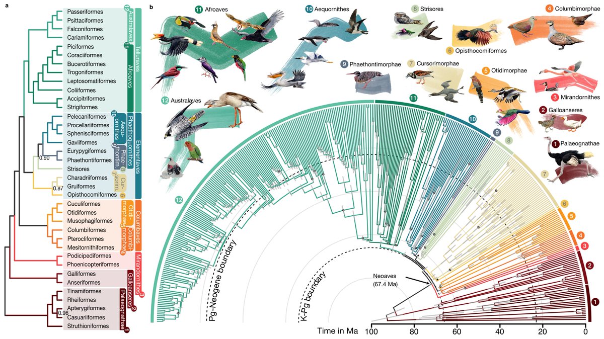 New genome-scale phylogeny of birds! Lots to chew on here, including increased confidence in mostly post-Cretaceous diversification of Neoaves and Mirandornithes as the sister group to other neoavians. The hoatzin is still a problem... nature.com/articles/s4158… #birds #dinosaurs