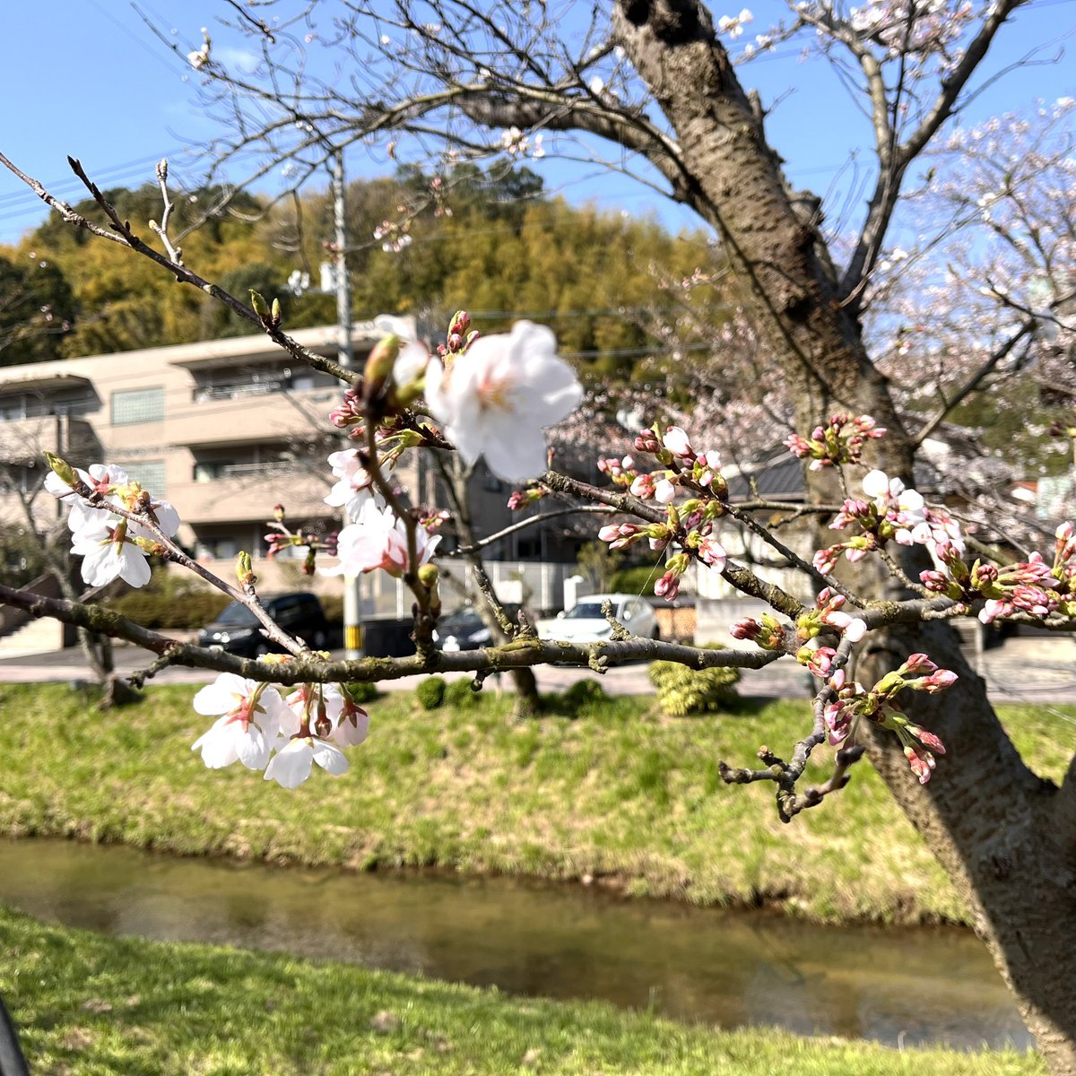 昨日は入社式でした！初々しい「さくらっこ」達の今後に期待です😊本社前の桜ももう少しで満開ですね🌸
#サクラサクセス