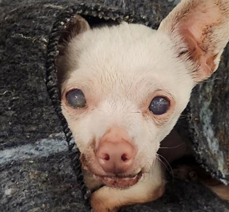 mapleveewesem's tweet photo. ๐จ๐จ๐จ Downey #California ACC has sent out a medical rescue plea for 10 yo 6 lb #Chihuahua LECHE. Just arrived at the shelter 3-28. Has a 3 cm mass on left leg; few teeth. Probably vision impaired. Adoptable (ASAP!) or reply here to #FOSTER 4 rescue๐ infoโฌ๏ธ
#A5616164 https://t.co/yQl77PnZ9K