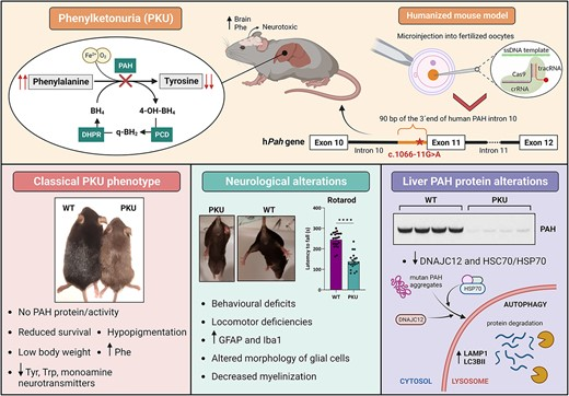 PAH deficient pathology in humanized c.1066-11G>A phenylketonuria mice doi.org/10.1093/hmg/dd…