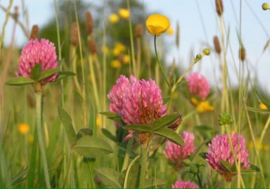 How many people out there are giving wildflowers a chance by leaving areas of their gardens uncut this year? Please RT if you are offering a lifeline to pollinators like bees, butterflies, moths, hoverflies and bats by mowing less 🐝