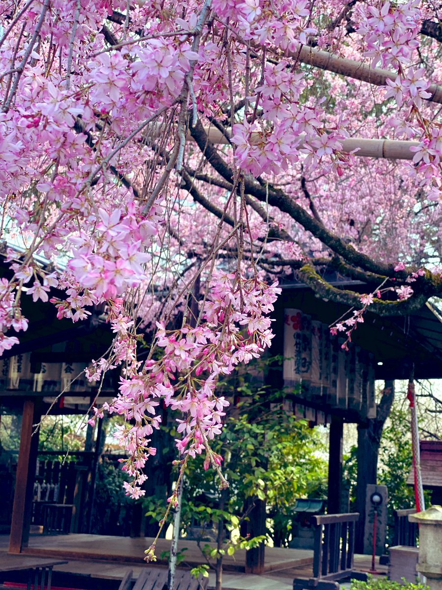 17_rinrin's tweet photo. 京都🌸水火天満宮⛩️
(すいかてんまんぐう) https://t.co/BqtptMeqTL