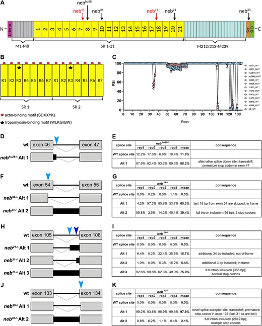 Comprehensive phenotypic characterization of an allelic series of zebrafish models of NEB-related nemaline myopathy doi.org/10.1093/hmg/dd…