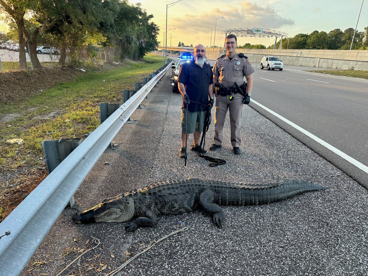 FHPTampa's tweet photo. #TampaBay #Florida - Life is like a box of chocolates - You never know what you're gonna find! A trapper and a Trooper locate and save a 9-foot alligator from the Selmon Expressway in #Tampa https://t.co/PDUXPrJHA4
