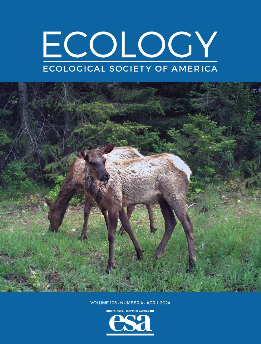 It's here! Our April issue has arrived: esajournals.onlinelibrary.wiley.com/toc/19399170/2… With a cover shot by @S_Bassing from Ganz et al.'s study of how elk navigate a landscape of fear shaped by cougars, wolves, & humans: doi.org/10.1002/ecy.42…