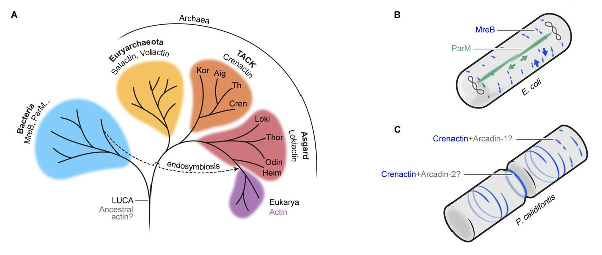 New in JB: @A_CharlesOrszag @MullinsLab propose that it archaeal actins paved the way for multifunctional, eukaryote-like actin filaments. @ASMicrobiology @JBacteriology doi.org/10.1128/jb.003…