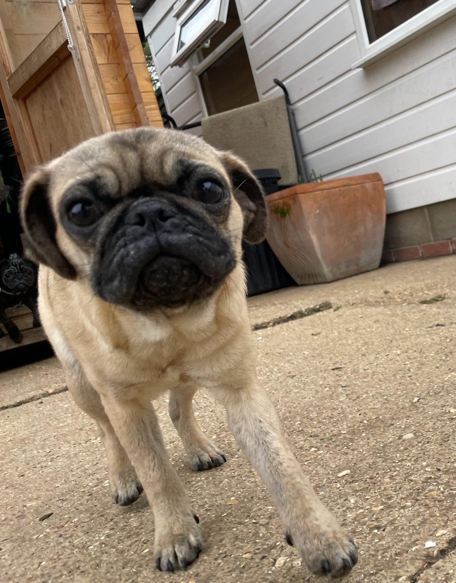 #AdoptDontShop me , a 8 month old male pug, please call@my friends ⁦@AllDogsMatter⁩ who will tell you all about me 🐾