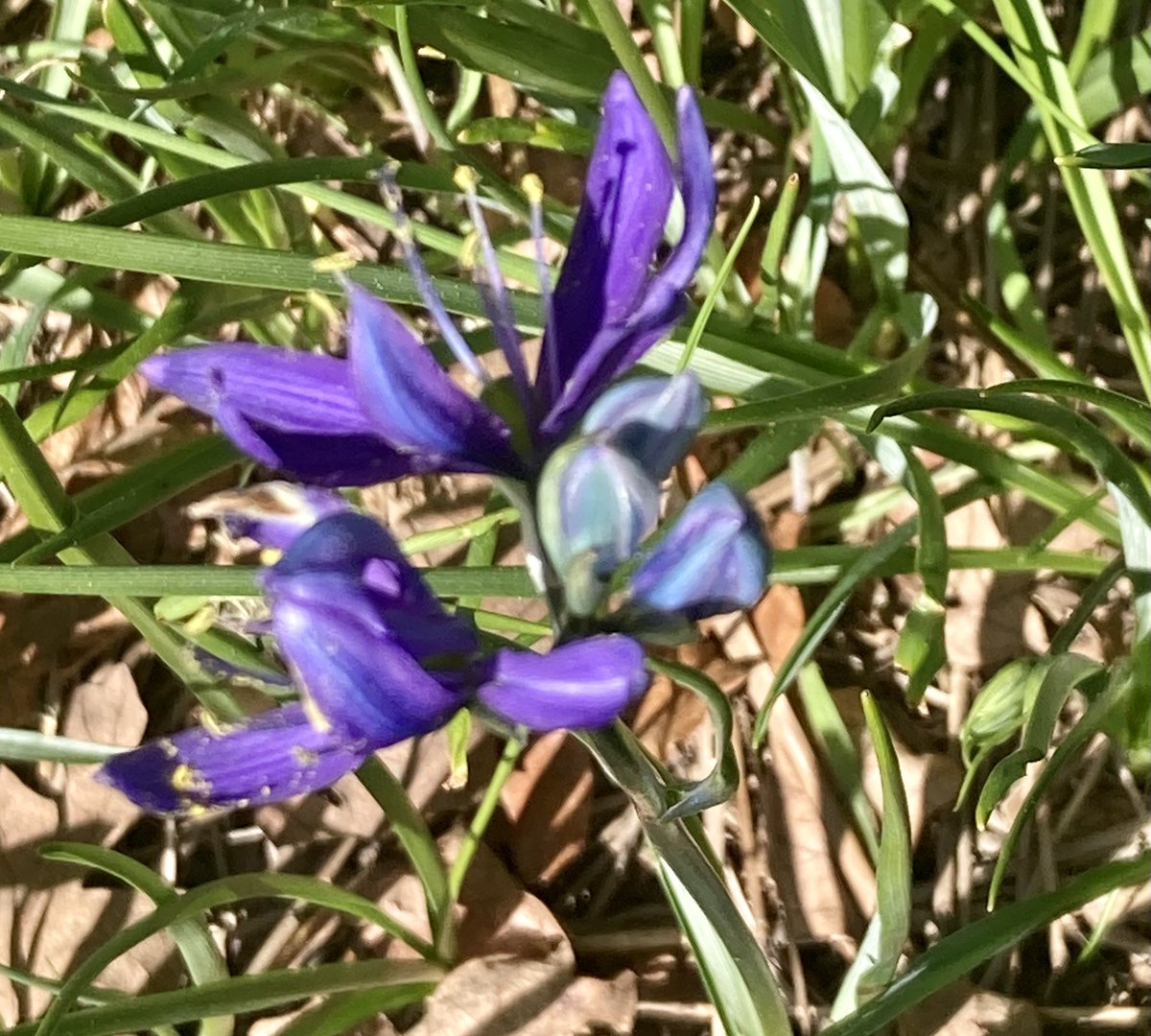 The camas (or Indian hyacinth) is starting to bloom in a secret corner of Fort Steilacoom Park. In about a week there’ll be a lot of it. #pnw #walking #GetOutside